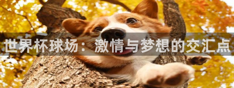 2026世界杯倒计时：世界杯球场：激情与梦想的交汇点